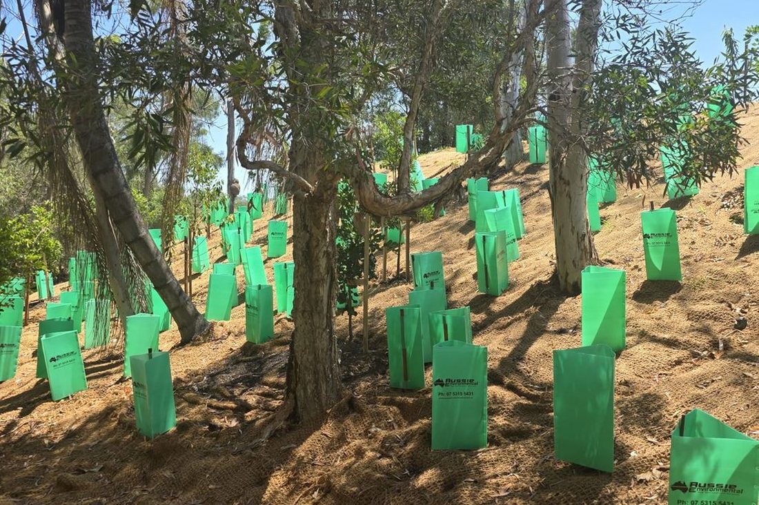 RACQ revegetation — slope planted with native tubestock